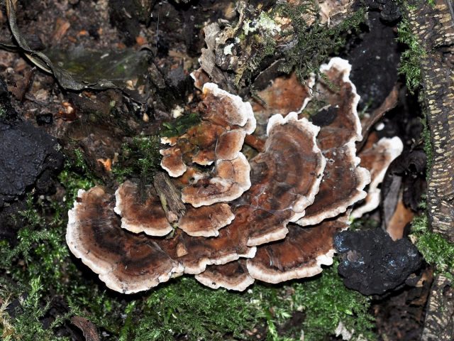 Трутовик разноцветный (Trametes versicolor)