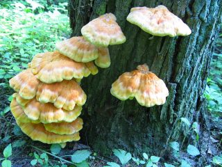 Трутовик серно-жёлтый (Laetiporus sulphureus)