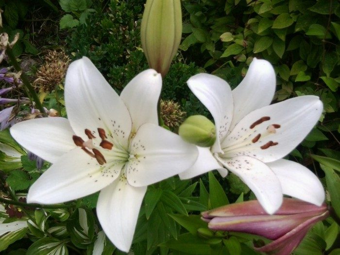 Фото sorta lilii