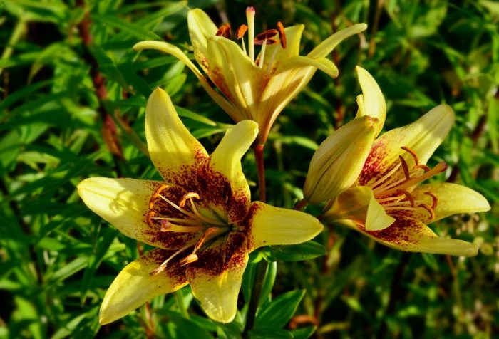 Фото sorta lilii