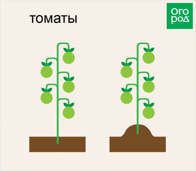 Окучивание томатов