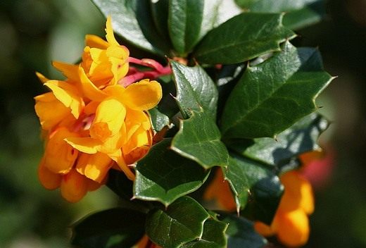 Барбарис (Berberis)