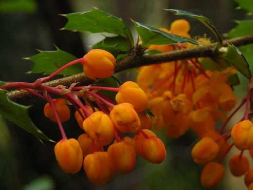 Барбарис (Berberis)