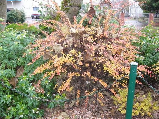 Барбарис (Berberis)