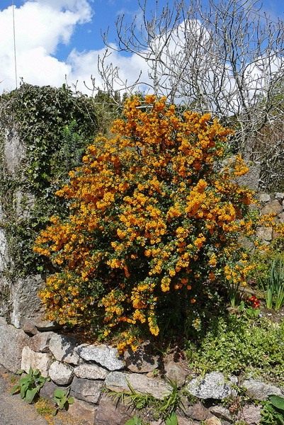 Барбарис (Berberis)