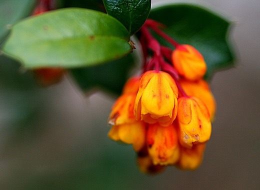 Барбарис (Berberis)