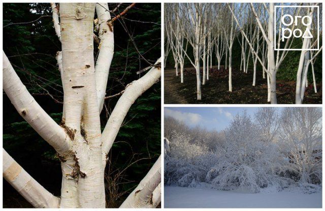 Береза полезная Жакмана (Betula utilis var. Jacquemontii)