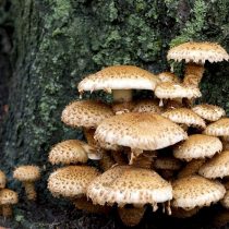 Чешуйчатка чешуйчатая (Pholiota squarrosa)