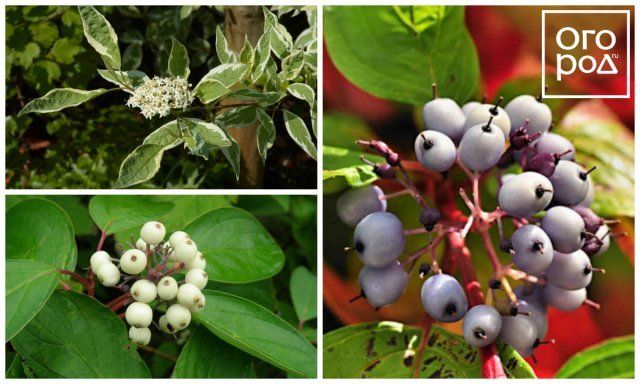 Дерен белый (Cornus alba)