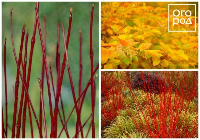 Дерен белый (Cornus alba)