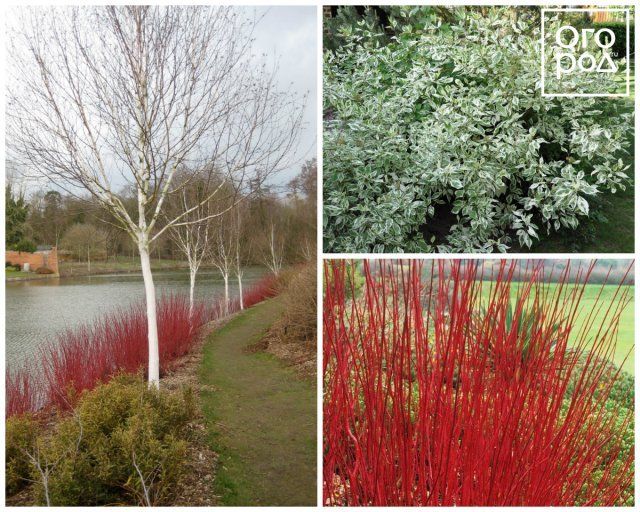 Дерен белый (Cornus alba)