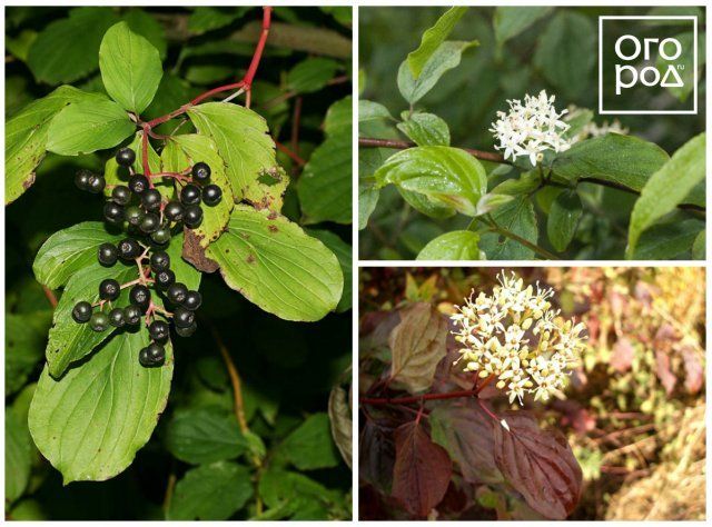 Дерен красный (Cornus sanguinea)