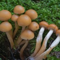 Геллерина окаймлённая (Galerina marginata)