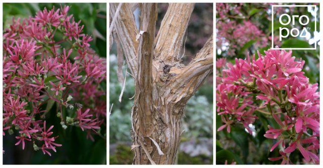 Гептакодиум микониевидный (Heptacodium miconioides)