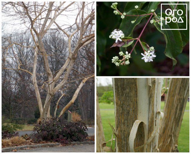 Гептакодиум микониевидный (Heptacodium miconioides)