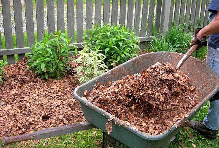 https://cleanlakesalliance.org/wp-content/uploads/2015/12/wheel-barrel-leaf-litter-leaf-mulch-leaves.jpg