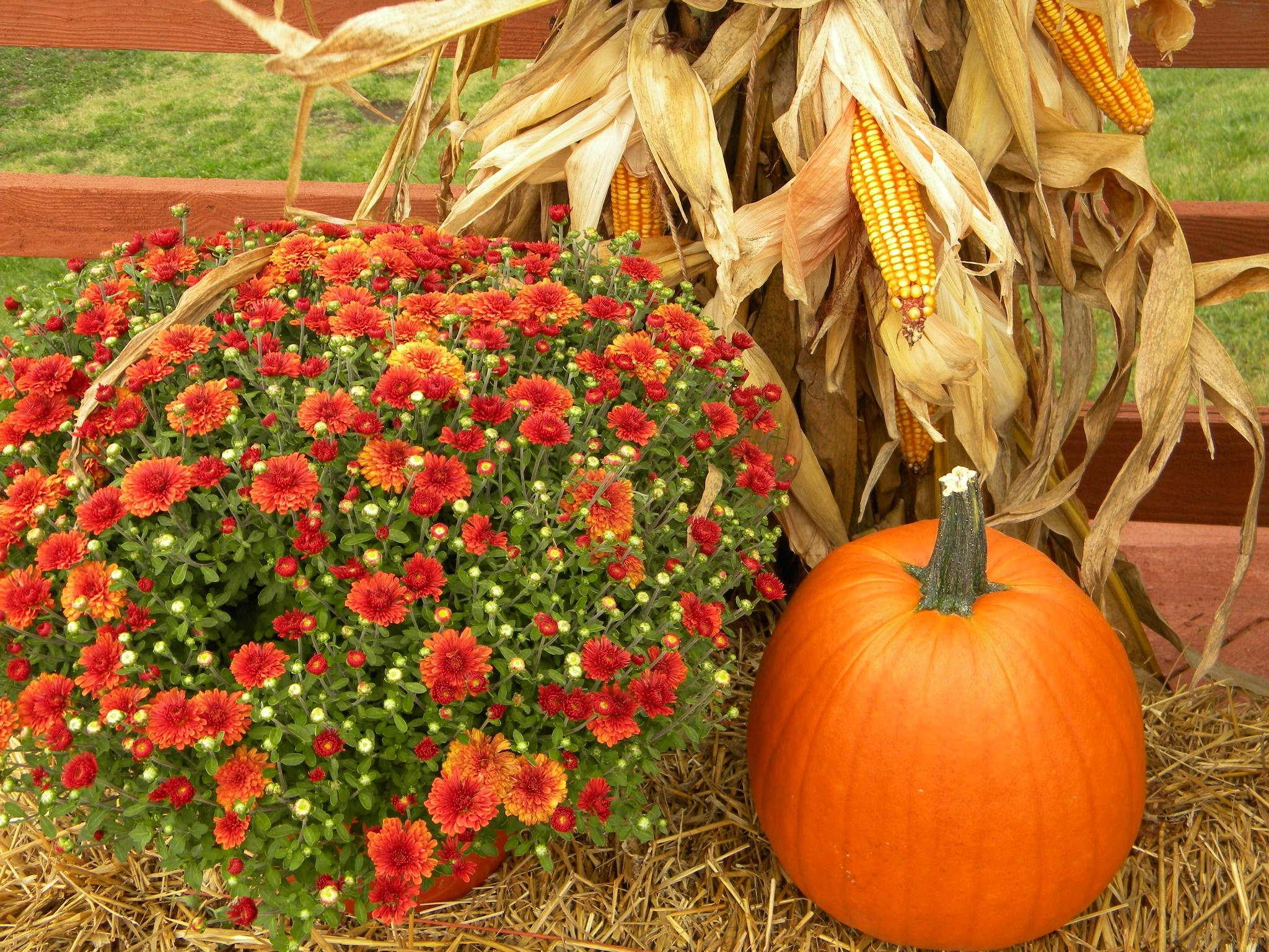 https://get.pxhere.com/photo/plant-fall-flower-decoration-orange-food-harvest-produce-autumn-pumpkin-holiday-gourd-festive-thanksgiving-october-floristry-flowering-plant-cornstalk-land-plant-928290.jpg