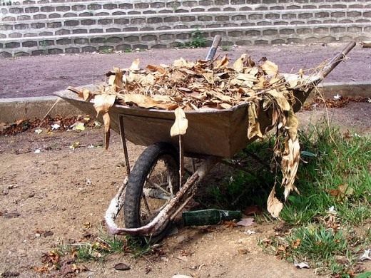 https://pics.botanichka.ru/wp-content/uploads/2010/09/Leaf-litter-520x390.jpg