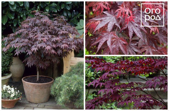 Клен дланевидный (Acer palmatum) Бладгуд