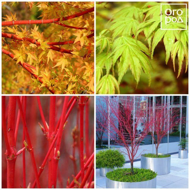 Клен дланевидный (Acer palmatum) Санго Каку 