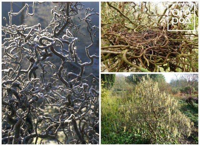 Лещина обыкновенная Конторта (Corylus avellana 'Contorta')