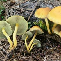 Ложноопёнок серно-жёлтый (Hypholoma fasciculare)