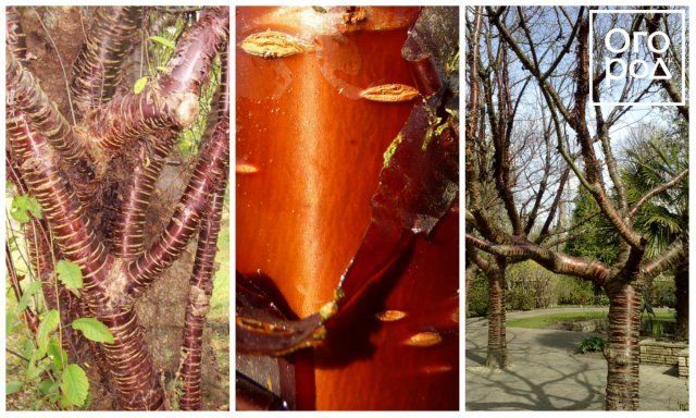 Вишня пильчатая (Prunus serrula)