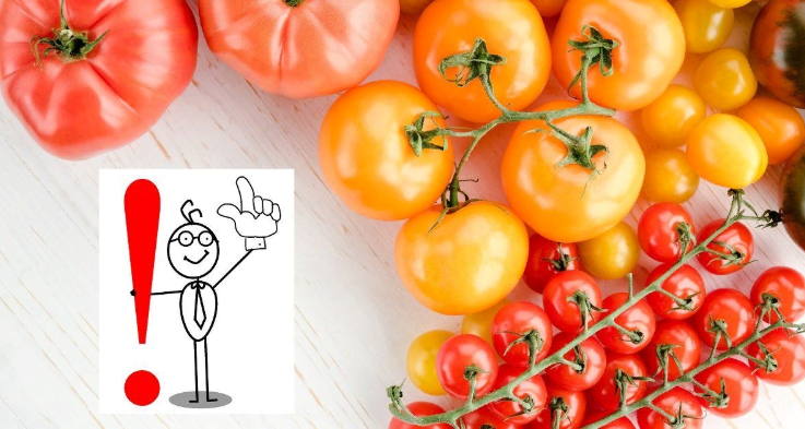 ТОП-40 ошибок при выращивании томатов: грабли, на которые наступают почти все