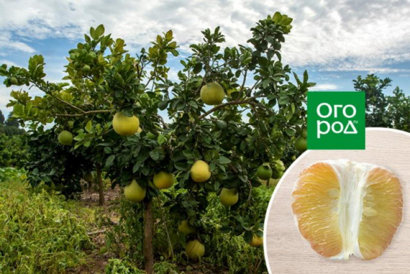 https://prolife.ru.com/wp-content/uploads/2019/12/kak-vyrastit-pomelo-iz-kostochki.jpeg