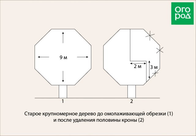 Схема обрезки яблони