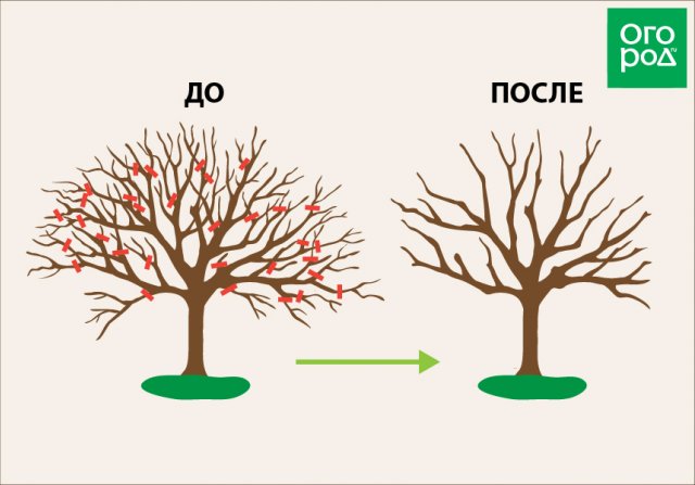 Схема обрезки яблони