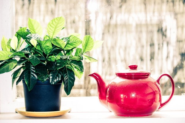 Выращиваем чай дома: как и зачем это делать