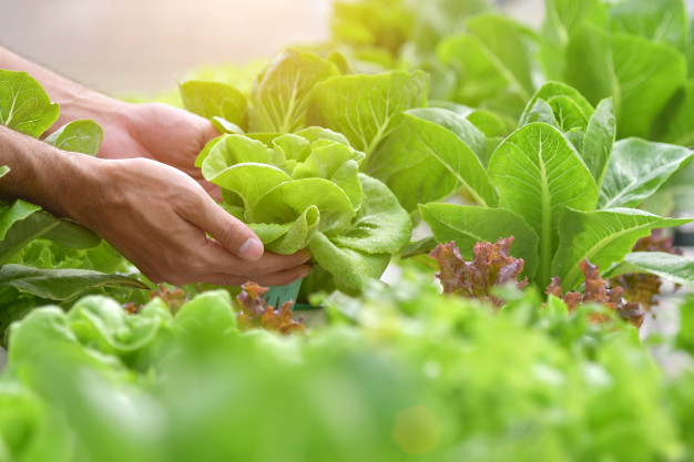 https://image.freepik.com/free-photo/close-up-hand-farmer-in-hydroponic-garden-during-morning-time-food-background-concept_33835-415.jpg