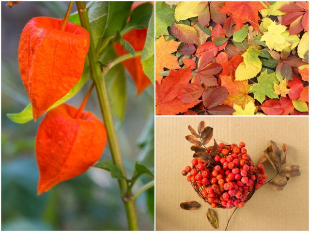 Осенние листья, фонарики физалиса и гроздья рябины