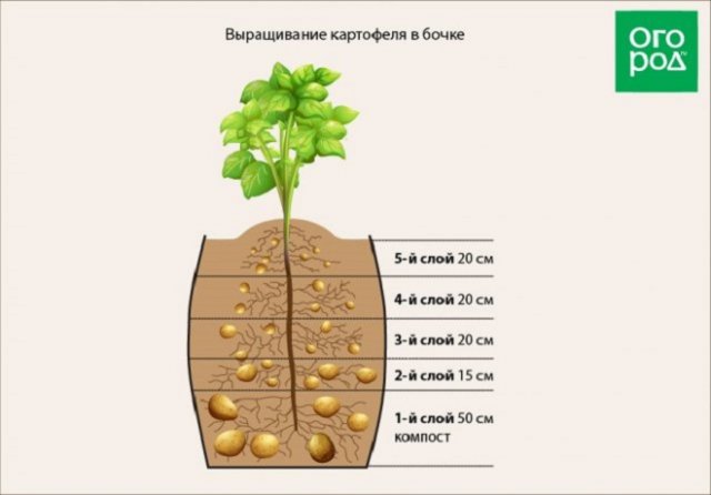  посадка картофеля в бочки