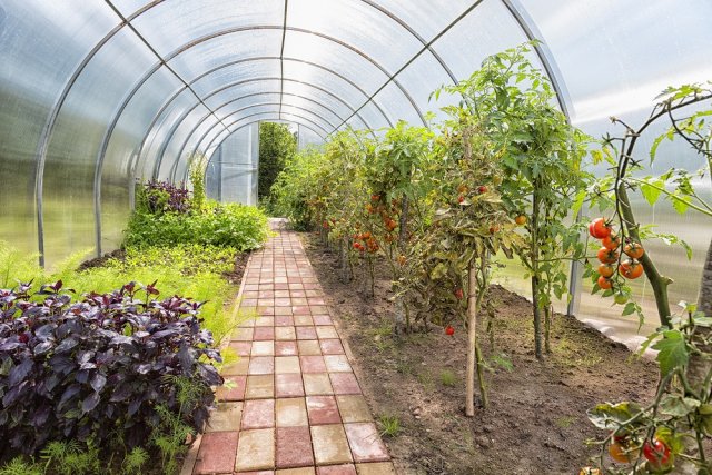 A small greenhouse with tomatoes and herbs