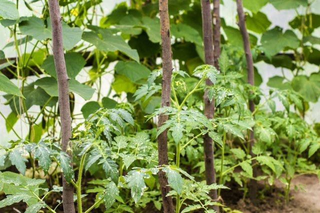 Growing tomatoes and cucumbers in a greenhouse on a farm