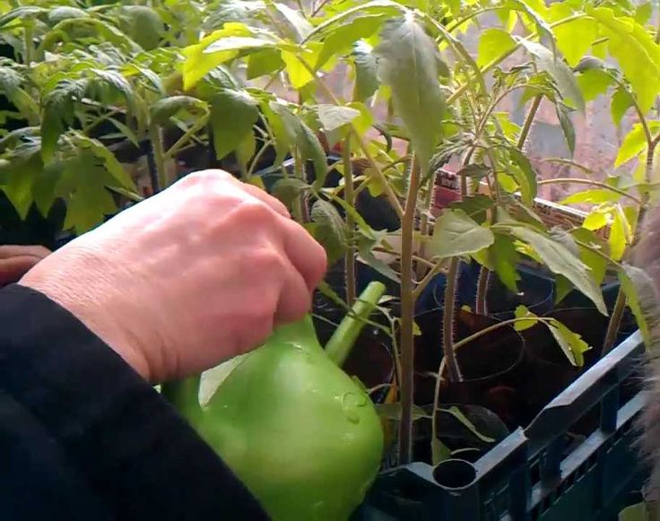 Простое народное средство, чтобы помидоры быстро росли и хорошо плодоносили