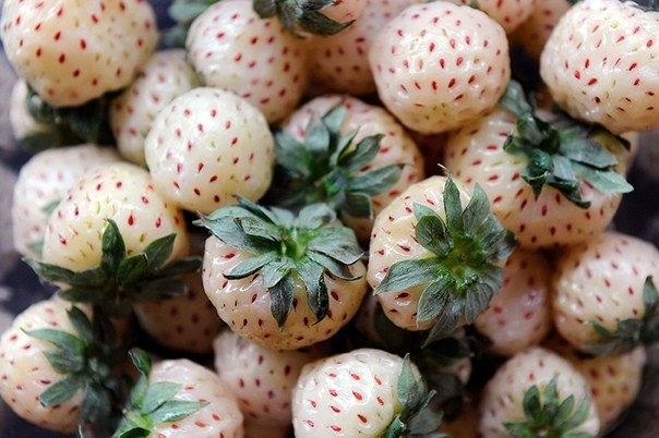 Лучшие сорта белой земляники – порадуйте детей необычными ягодами