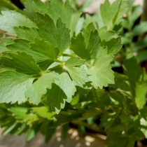 Любисток лекарственный (Levisticum officinale), сорт «Удалец»