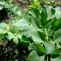 Любисток лекарственный (Levisticum officinale), сорт «Преображенский Семко»