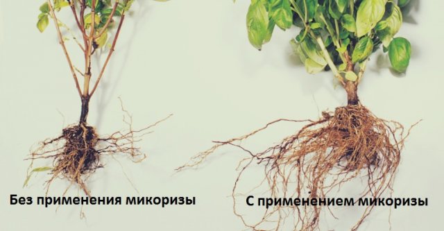 Растения с микоризой и без