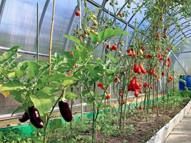 Ripening tomatoes and eggplant in greenhouse of polycarbonate