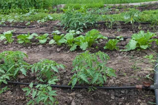 Seedling vegetable beds with drip irrigation system