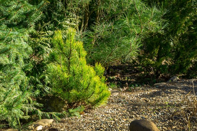 Сосна горная Офир (Pinus mugo Ophir)