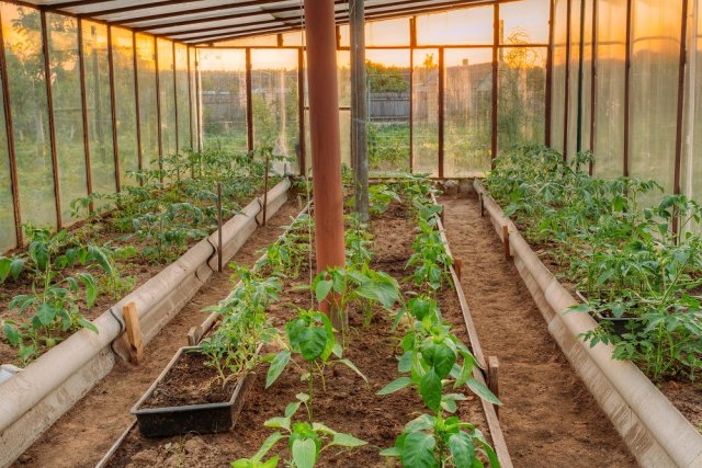 Tomatoes Vegetables Growing In Raised Beds In Vegetable Garden And Hothouse Or Greenhouse. Summer Season