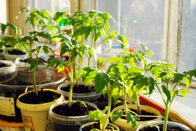 выращивание рассады томатов в домашних условиях
