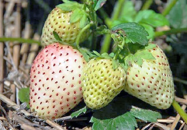 luchshie-sorta-beloj-zemlyaniki-poradujte-detej-neobychnymi-yagodami luchshie-sorta-beloj-zemlyaniki-poradujte-detej-neobychnymi-yagodami