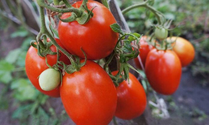 rannie-sorta-tomatov-dlya-otkrytogo-grunta-foto-opisaniya-i-otzyvy-dachnikov rannie-sorta-tomatov-dlya-otkrytogo-grunta-foto-opisaniya-i-otzyvy-dachnikov