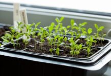 Лунный календарь садовода и огородника на февраль 2021 lunnyj-kalendar-sadovoda-i-ogorodnika-na-fevral-2021